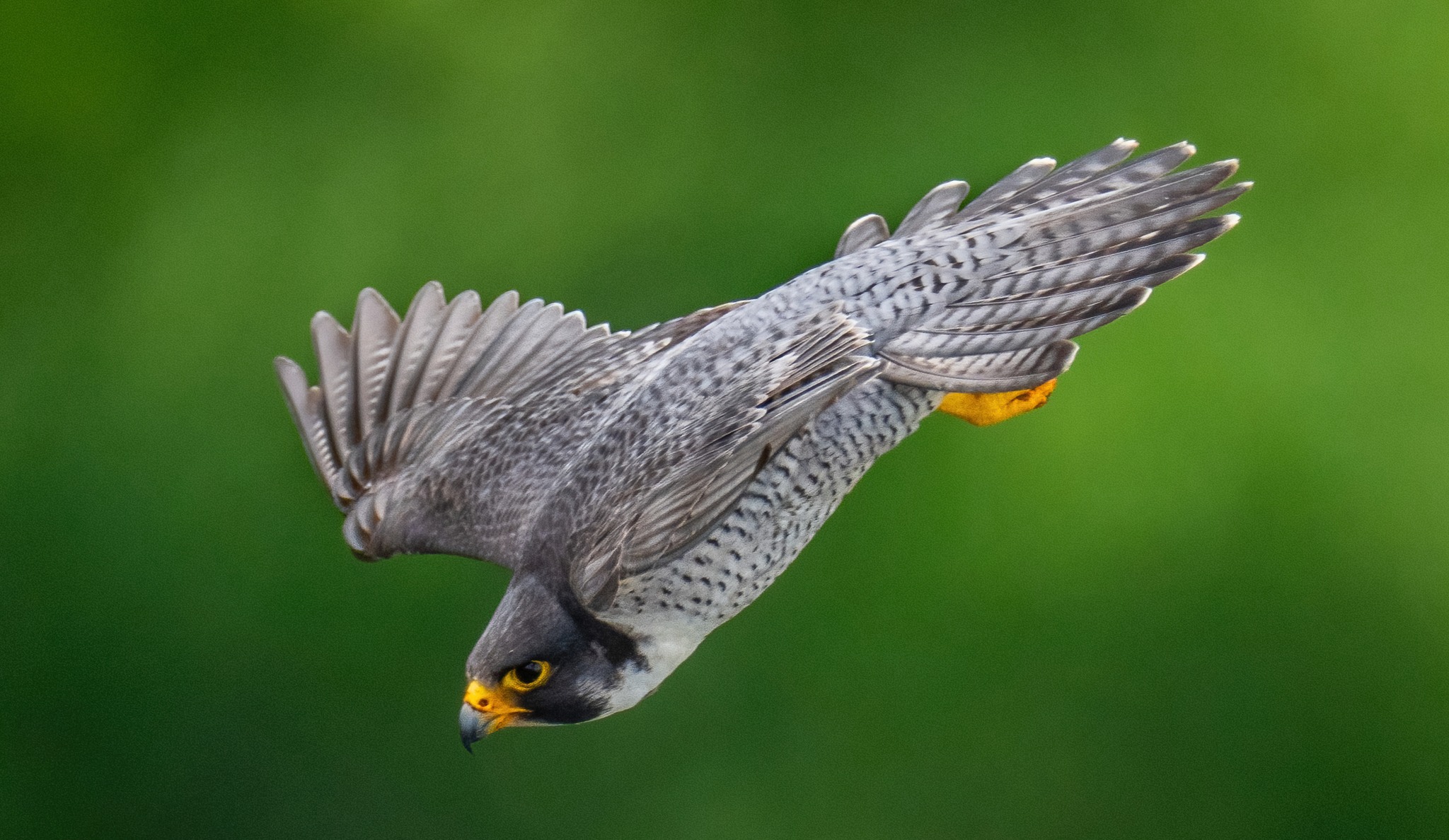 Peregrine Falcon